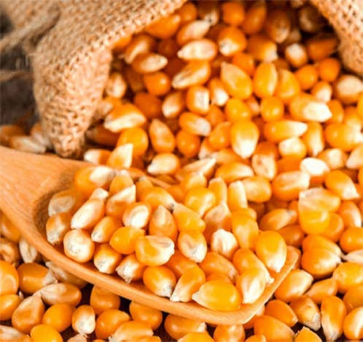 Yellow Maize