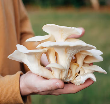 Oyster Mushroom