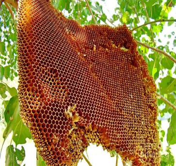 Nature Honey